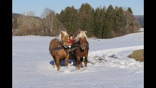 LàHaut  Découvrir les paysages du HautDoubs au rythme des chevaux comtois [upl. by Nosecyrb]