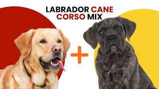 Labrador Cane Corso Mix AKA Lab Corso [upl. by Aschim]