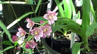 САРКОХИЛУС SARCOCHILUS МОЯ МИНИ КОЛЛЕКЦИЯ МИНИ ОРХИДЕЙ SARCOCHILUS [upl. by Amle539]