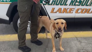 Vapedetecting dog sniffs out nicotine THC in Lake County schools [upl. by Greta]