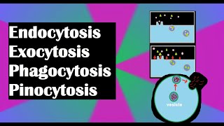 Endocytosis exocytosis phagocytosis and pinocytosis explained [upl. by Malliw]