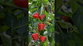 How to Grow Bell Pepper at Home from Seeds plants shorts farming [upl. by Suellen]