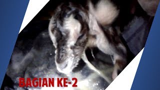 LIVE Kelahiran Si Jabang Kambing Part 2 [upl. by Aliet]