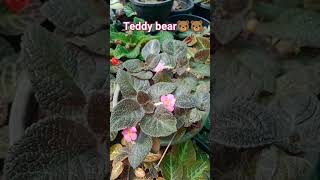 episcia plants collection 5🐻🐻🐻🐻episcia plants garden tour malayalam [upl. by Limann576]