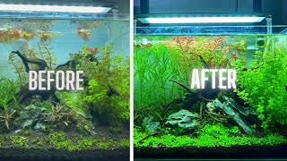 HOW TO HAVE AN ALGAE FREE AQUARIUM [upl. by Hserus]