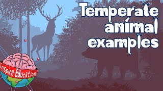 Temperate Forest Animals [upl. by Eneliak614]