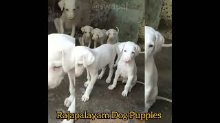 Rajapalayam Dog puppies [upl. by Zoarah479]