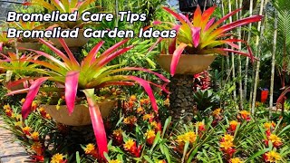 Amazing Beautiful Bromeliad Care Tips For Beginners l Bromeliads Garden Ideas [upl. by Sonia]