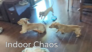 9 Mini Dachshunds Playing Inside [upl. by Eniamert294]