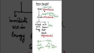 Phloem Transportbiologyshort [upl. by Abelard]