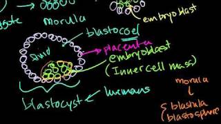 Embryonic Stem Cells in Bangla [upl. by Pauline894]