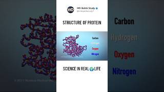 Structure of Protein Synthesis  Science in Real 🌍 Life 3D Animation science biology protein [upl. by Aneel]