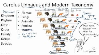 1312 Carolus Linnaeus and Modern Taxonomy [upl. by Asaret28]