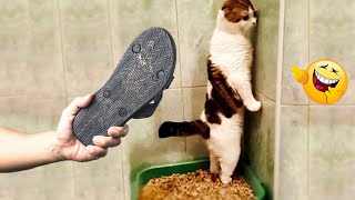 Videos De Risa de Animales 2023  Los Mejores Videos de Gatos Graciosos 6  Cмешные Bидео Kоты [upl. by Gilberte]