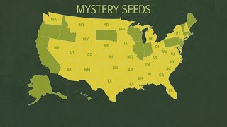 Mystery seeds from CHINA not ordered [upl. by Tedd568]