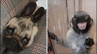 Made your day with these funny and cute Pug Puppy Videos Compilation [upl. by Atirys]