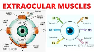 Extraocular Muscles  Eye Movements  Clinical Testing of Eye Muscles [upl. by Adnylem960]