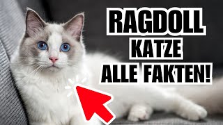 Ragdoll 🐈 Die wichtigsten Fakten  Katzenrasse Portrait [upl. by Knight]