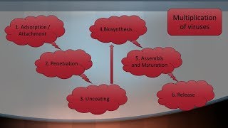 Multiplication of Viruses  Microbiology with Sumi [upl. by Shanon795]