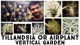 How I Setup A Vertical Garden For My Air plants  Tillandsia Display Ideas NandanamExotics [upl. by Elleined]