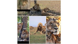 lion lioness watch around lionscubs playing lionesses attack lion lioness hunt wildboar [upl. by Yetsirhc]