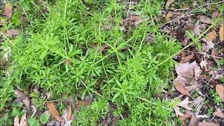 In Howards Garden Cleavers Bedstraw Galium 21 [upl. by Nnuahs]