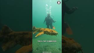 Wobbegong 🦈 Hidden SHARK of the Deep [upl. by Sunshine968]