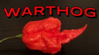 The Warthog Wartryx X 7 Pot Primo This is THE HOTTEST PEPPER Ive eaten this season ABSOLUTE UNIT [upl. by Shalne81]