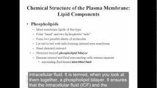 Plasma membrane structure by Prof Knoppy [upl. by Kernan]