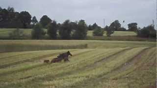 Wildschwein mit Frischlingen beim GPS Roggen Häckseln [upl. by Burroughs147]