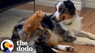 Dog Becomes Mama To A Litter Of Tiny Rescue Kittens  The Dodo [upl. by Naitsihc]