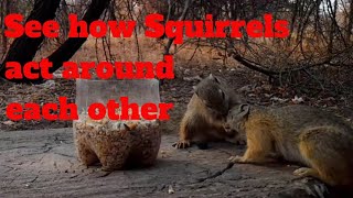 CaT TV 131  How Squirrels act around each other  South Africa [upl. by Hegarty]