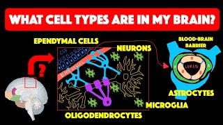 Types of glial cells [upl. by Nathan]