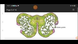 Anther Wall Structure and Function Role of Tapetum by Dr V P Gupta [upl. by Carpenter487]