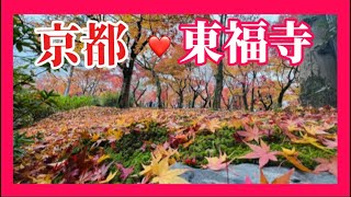 【京都】東福寺🍁紅葉🍁もみじ狩り [upl. by Burgess]