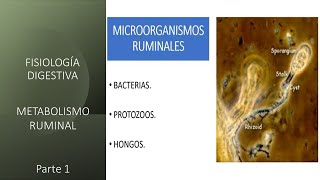 Fisiología digestiva Metabolismo ruminal  Primera parte [upl. by Rollet]