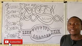 DNA REPLICATION Revision of DNA STRUCTURE included [upl. by Carlynne]