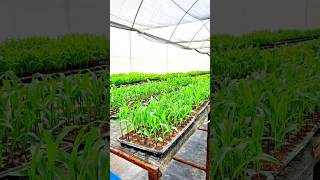 Corn Seedlings Are Ready For Transplanting satisfying shot farming corn [upl. by Richella]