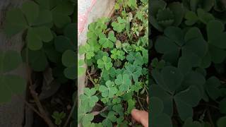 Oxalis plant oxalis science biology plants shorts plantsngardens botany [upl. by Aneleh]