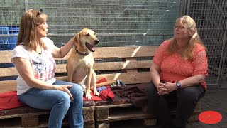 Tierisch gut vermittelt  Folge 4 aus dem Tierheim Ransbach Baumbach im Juni 2021 [upl. by Aihsit]