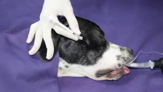 Anesthésie locorégionale du nerf maxillaire chez le chien  Maxillary Nerve Block [upl. by Rizzo]