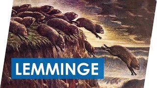 Warum springen Lemminge von Klippen  Der Lemminge Mythos [upl. by Akinahc]