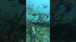 Cardinalfish on Car Wreck [upl. by Freyah126]