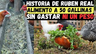 Ruben de pobre a rico Cómo alimento a mis 50 Gallinas Sin Gastar Ni Un Peso gana dinero [upl. by Carmena]