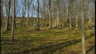 Winterlinge in Closewitz bei Jena Thüringen [upl. by Htrag]