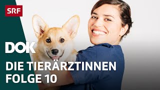 Junge Tierärztinnen und ihr Knochenjob – Die Bewährungsprobe  Folge 10  Doku  SRF Dok [upl. by Naihr]