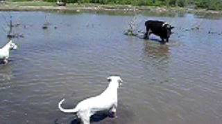 Dogo Argentino 7 meses [upl. by Fe]