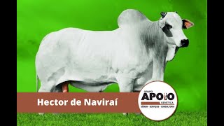 Touro Hector de Naviraí  Raça Nelore [upl. by Solracsiul]