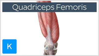 Quadriceps Femoris Muscle  Origin Insertion and Function  Human Anatomy  Kenhub [upl. by Henrique]