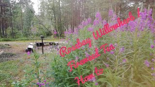 Rosebay Willowherb Fireweed tea preparation [upl. by Levins601]